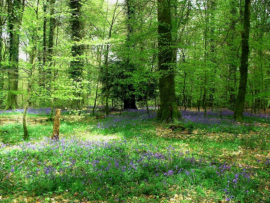 Forêt d'Andaine