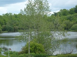 Drumsnat lake